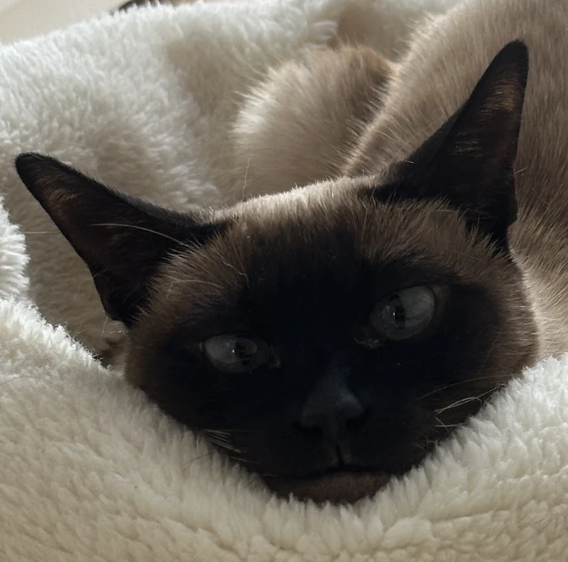 Mocha