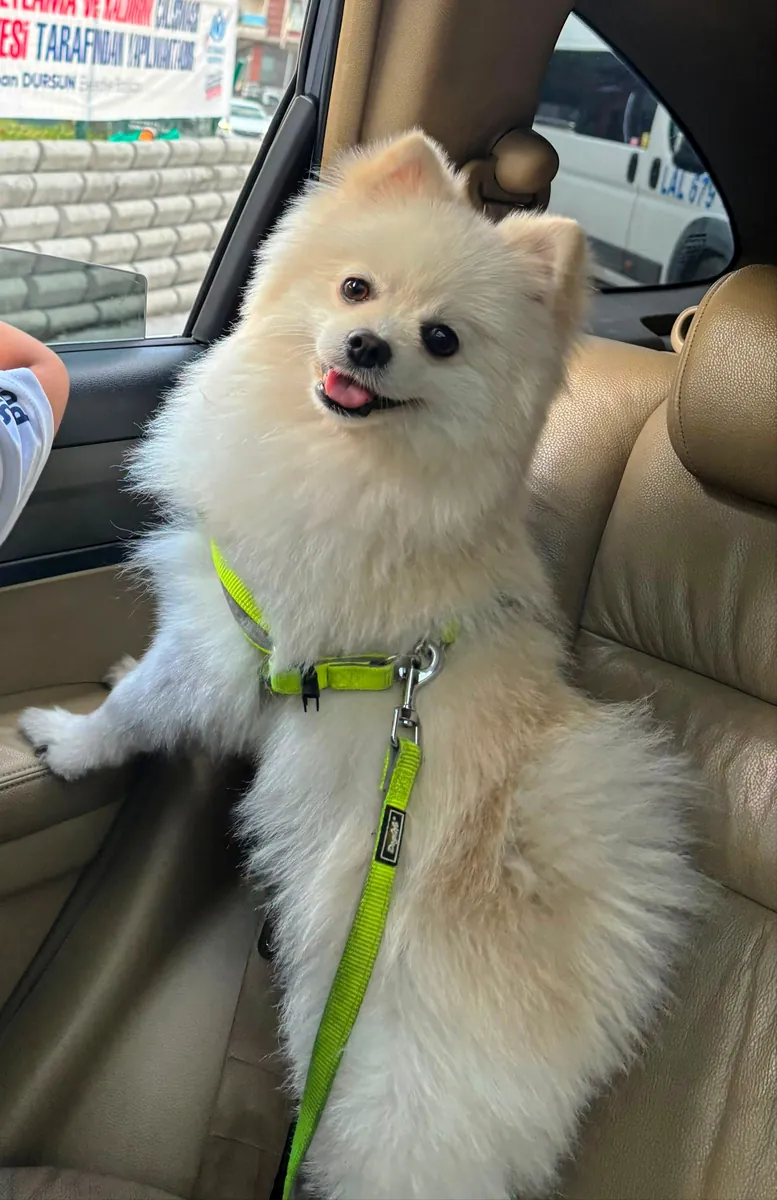 Beyaz pomeranian cinsi erkek köpek 