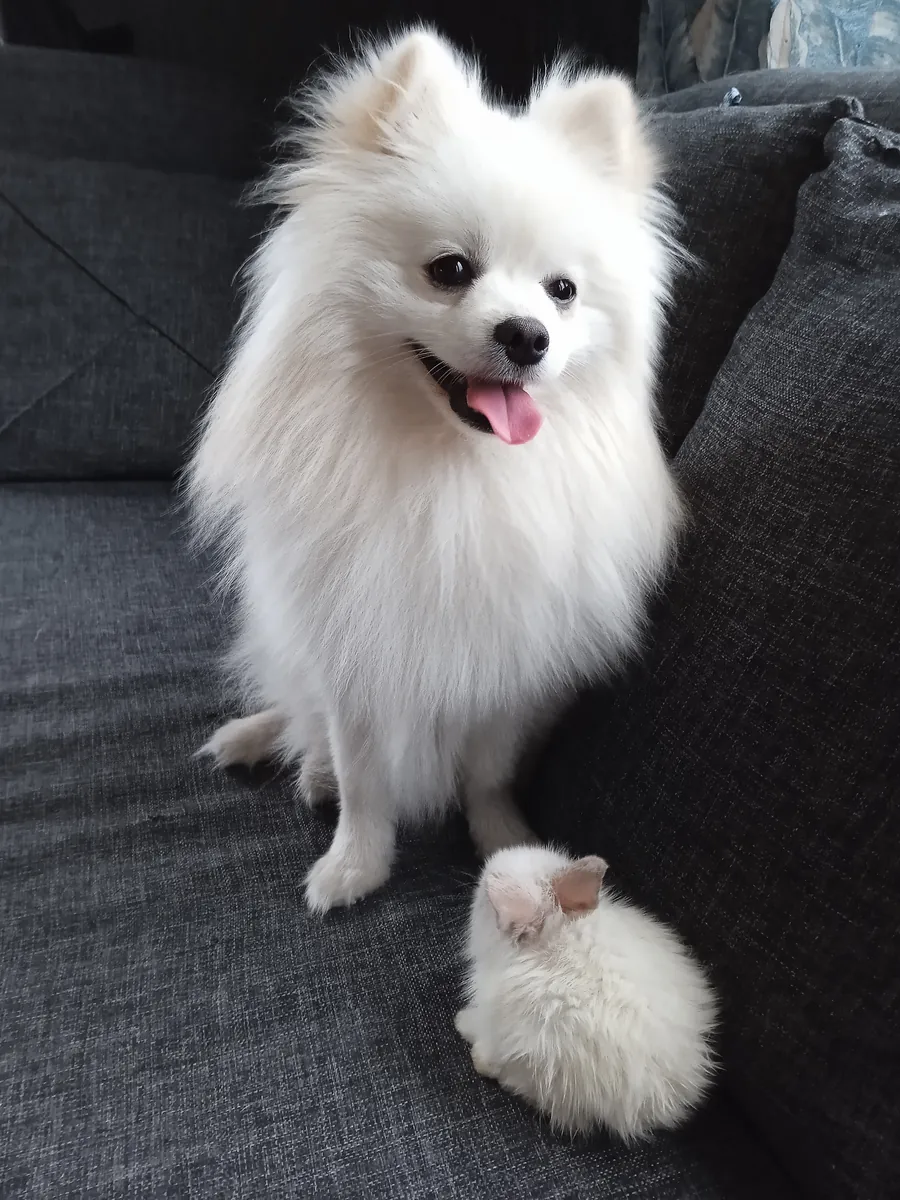 Beyaz pomeranian cinsi erkek köpek 