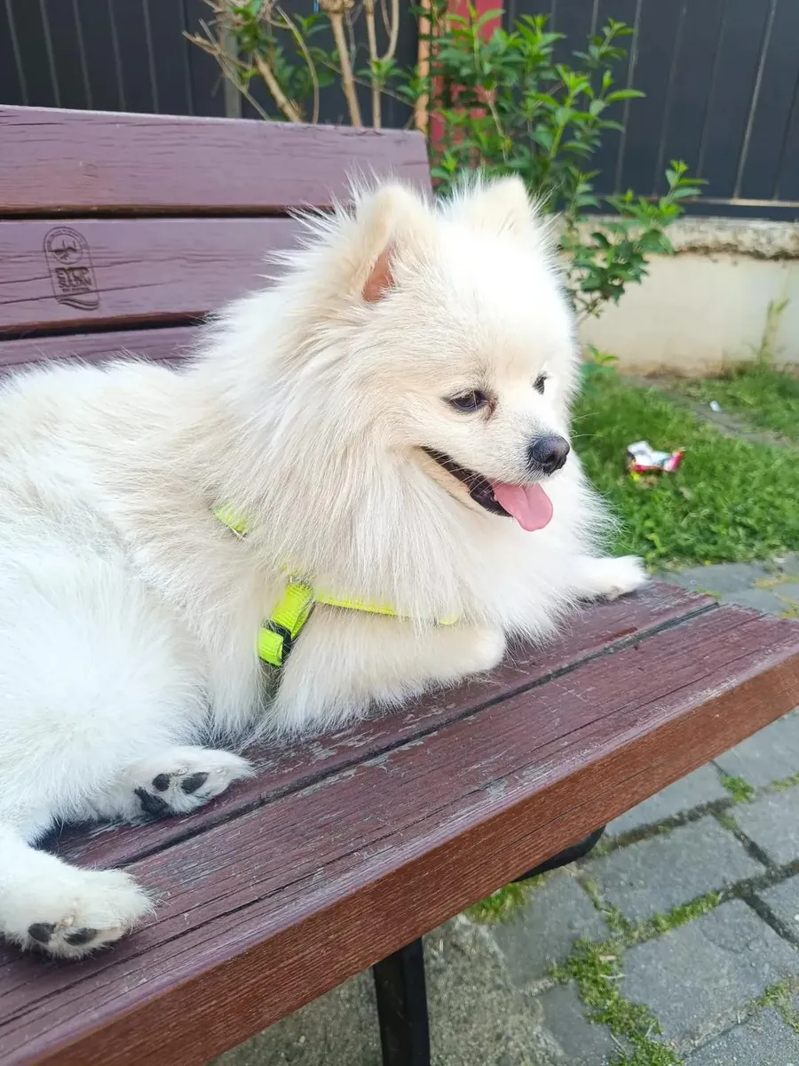 我正在为我的博美犬寻找一个临时住所。