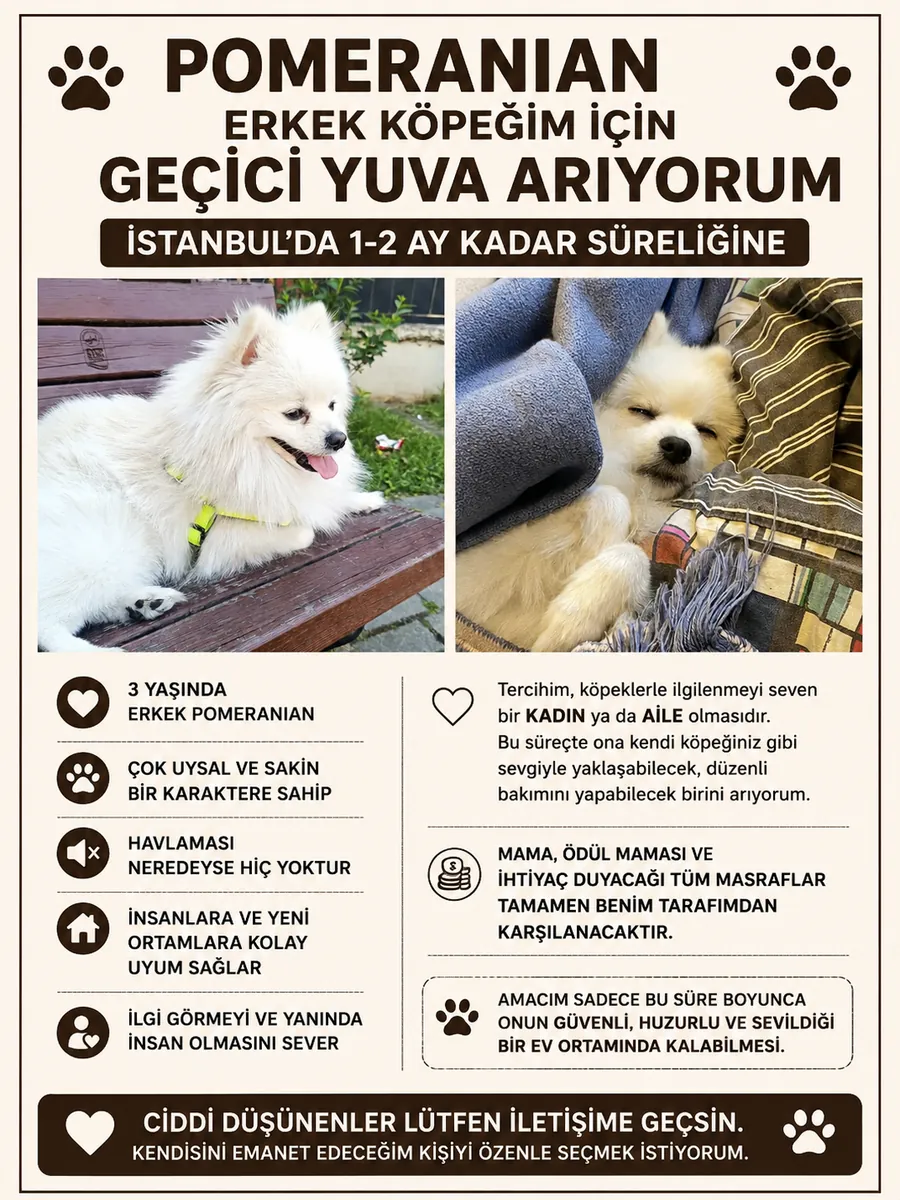 我正在为我的博美犬寻找一个临时住所。