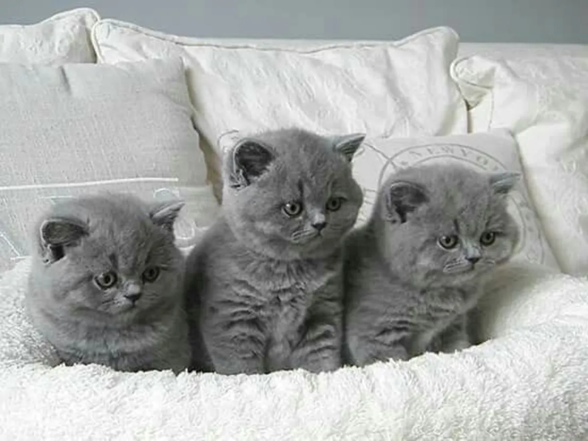 Britse Korthaar kittens