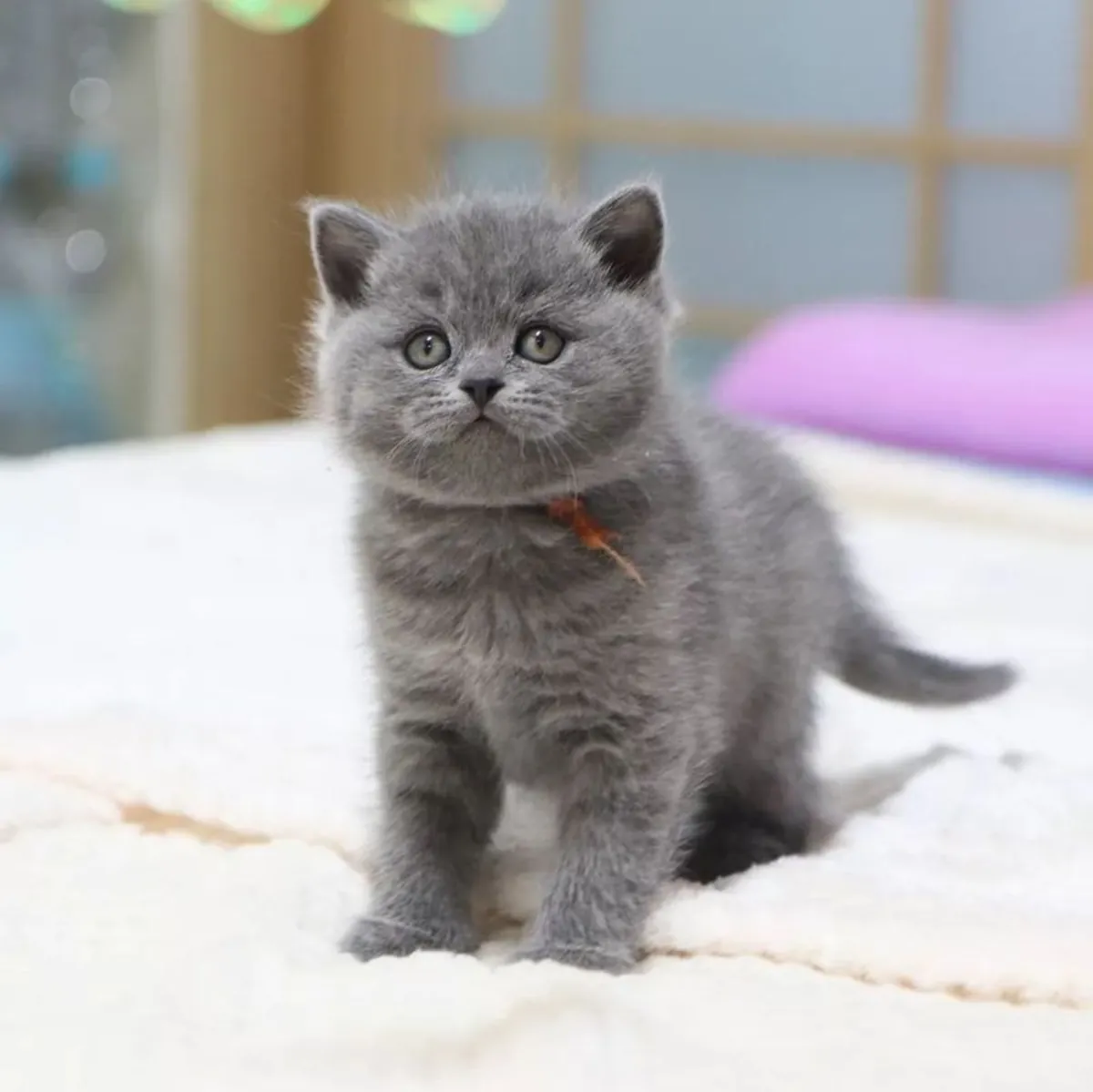 Britse Korthaar kittens