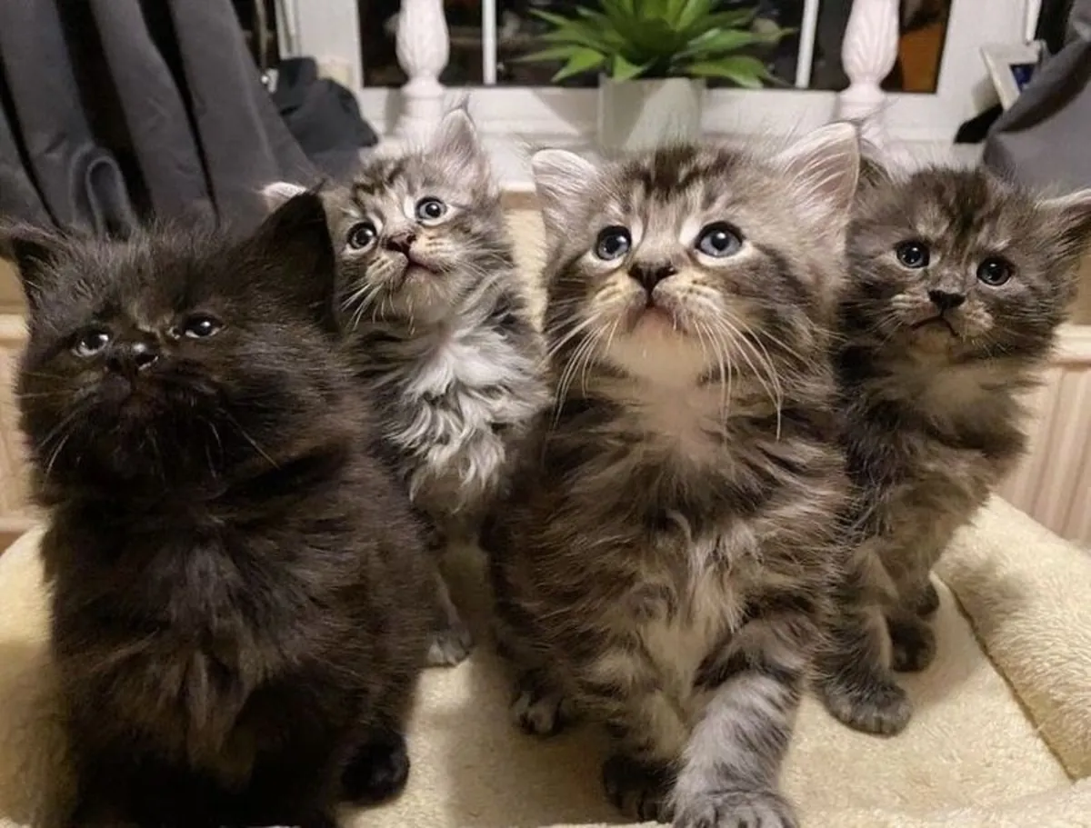 chatons Maine Coon