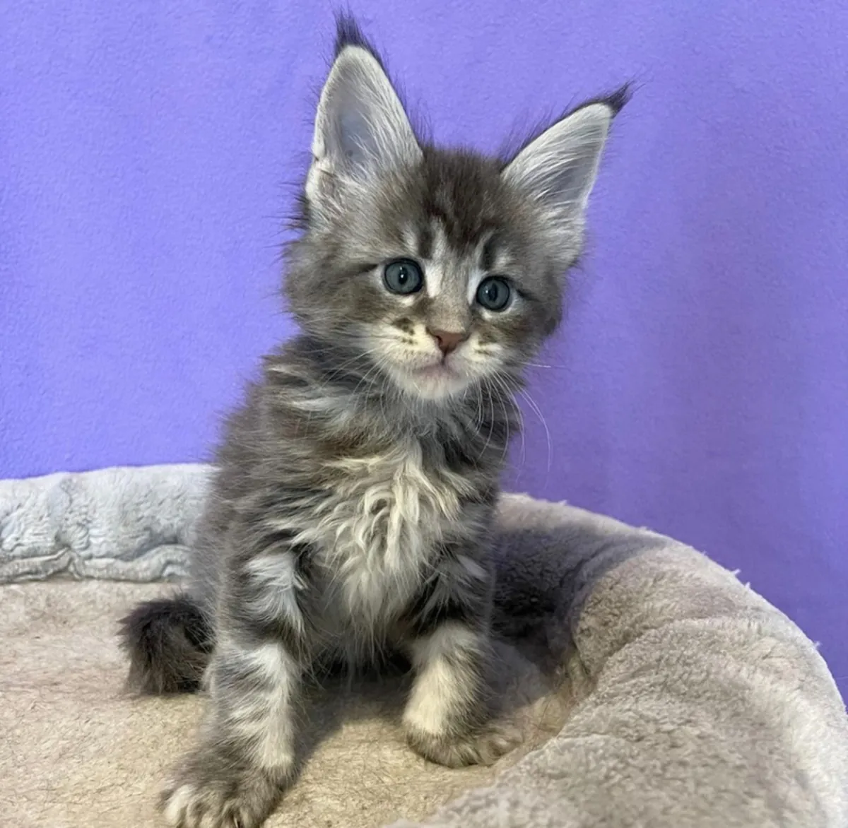 chatons Maine Coon
