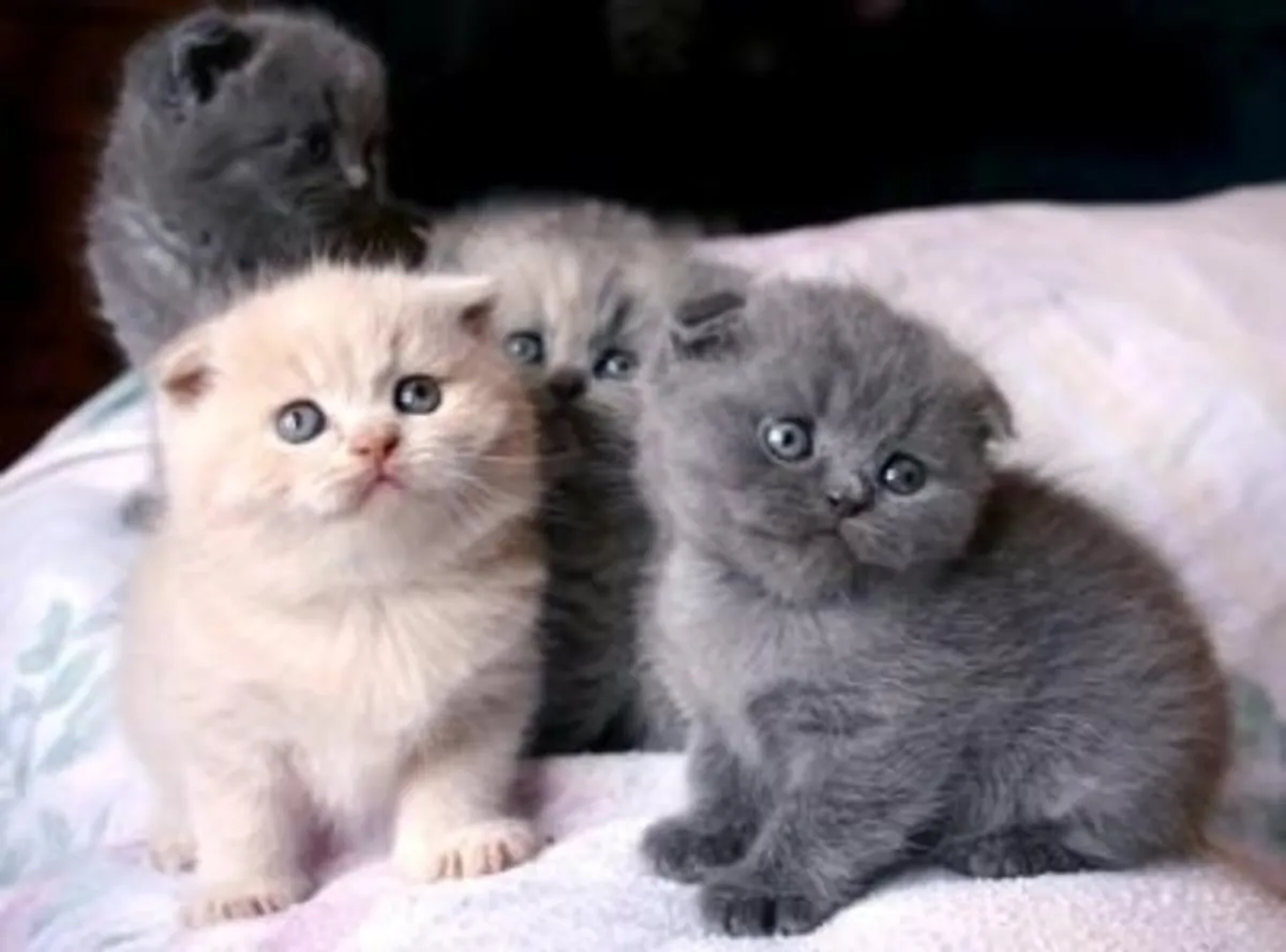 蓝色苏格兰折耳小猫