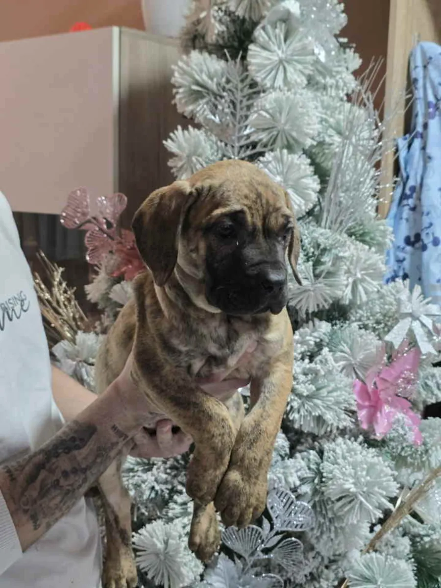 À vendre : Chiots Canario (Chien Canari)