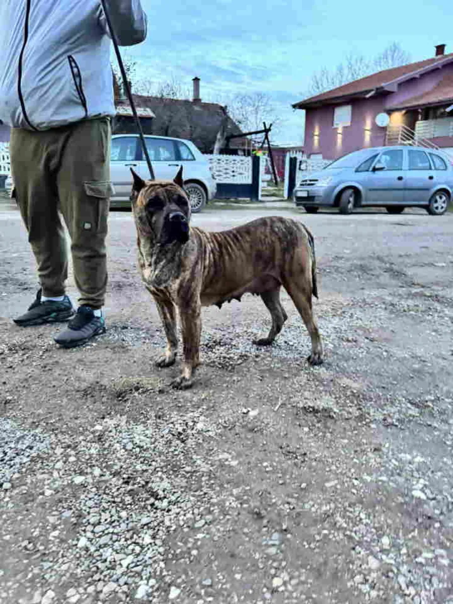 À vendre : Chiots Canario (Chien Canari)