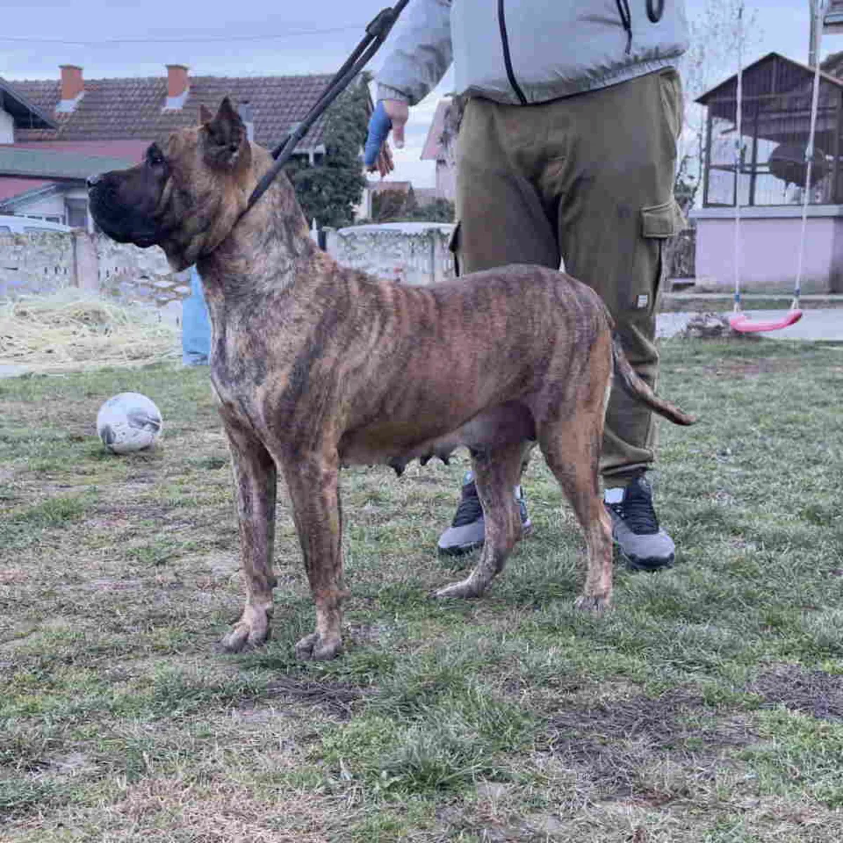 À vendre : Chiots Canario (Chien Canari)