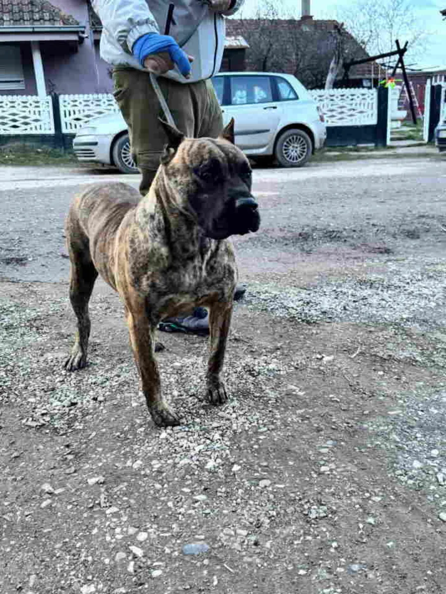 À vendre : Chiots Canario (Chien Canari)