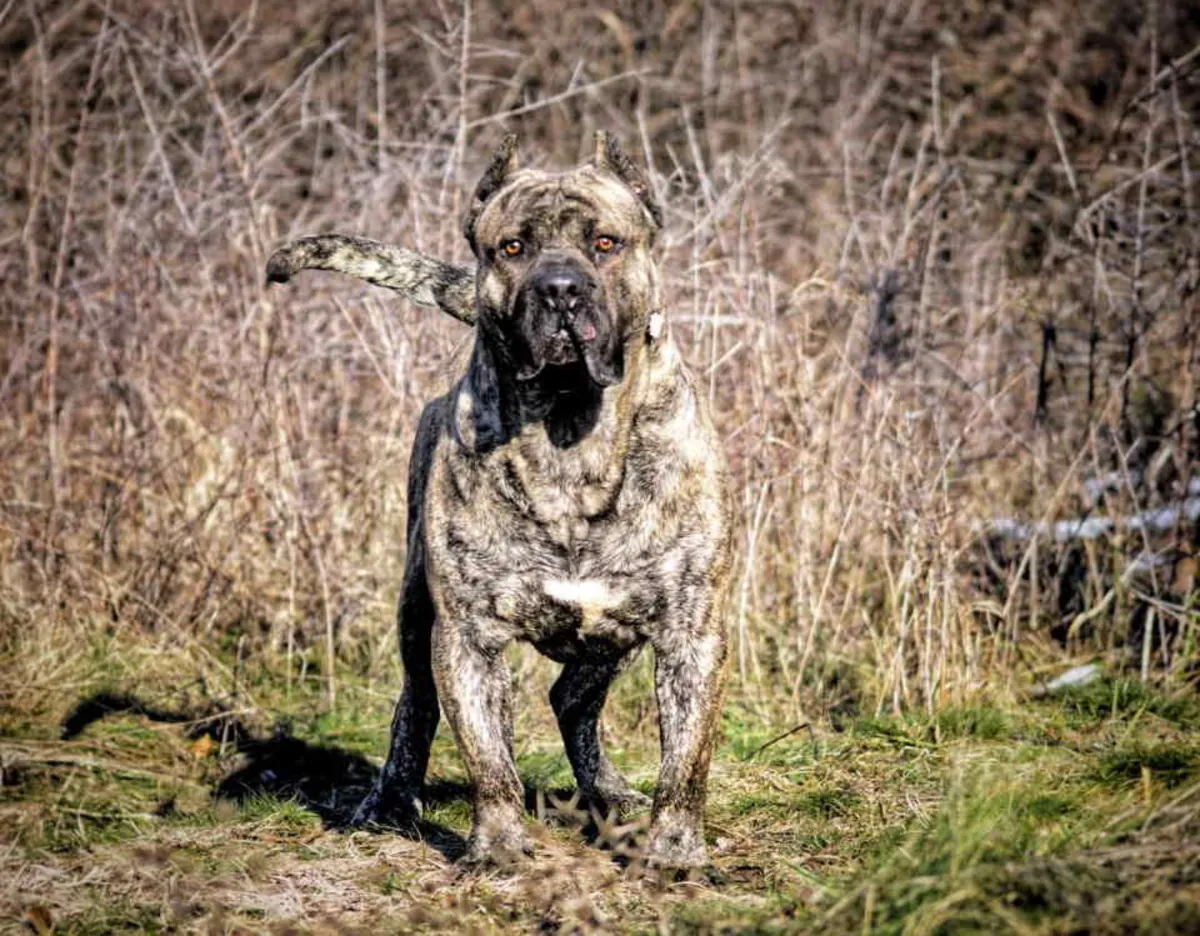 À vendre : Chiots Canario (Chien Canari)