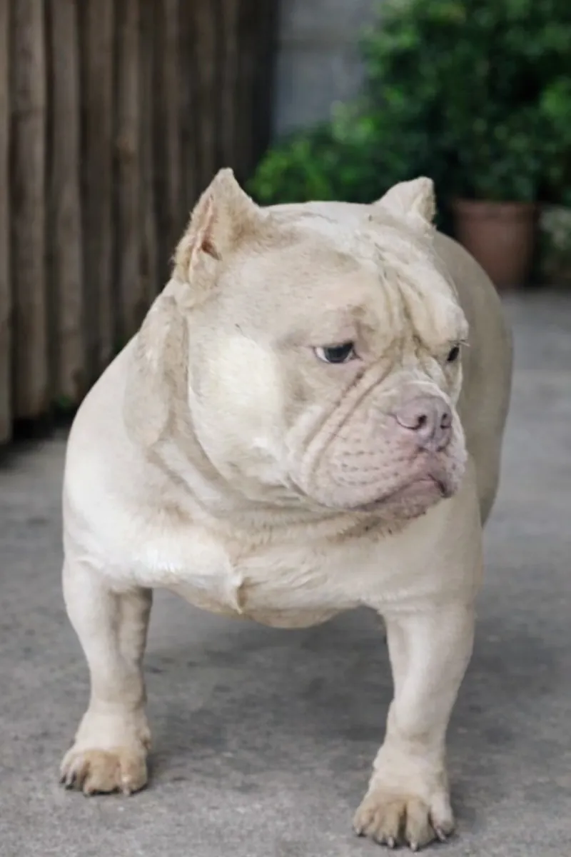 American bully - puppy