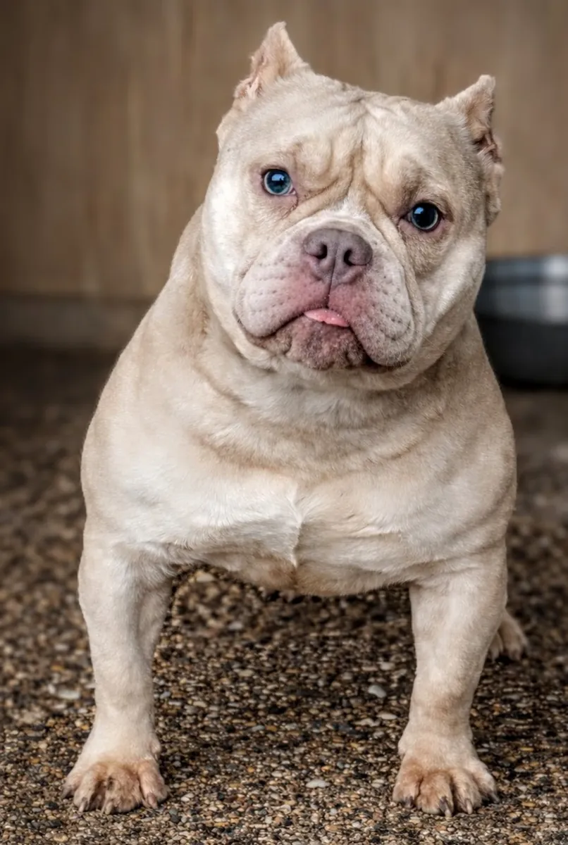 American bully - puppy