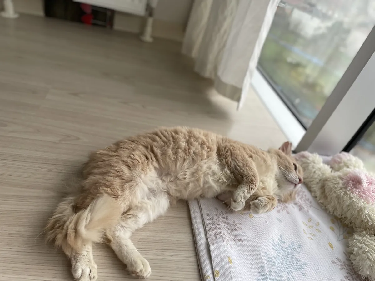 尊贵的塞尔柯克雷克斯小丑