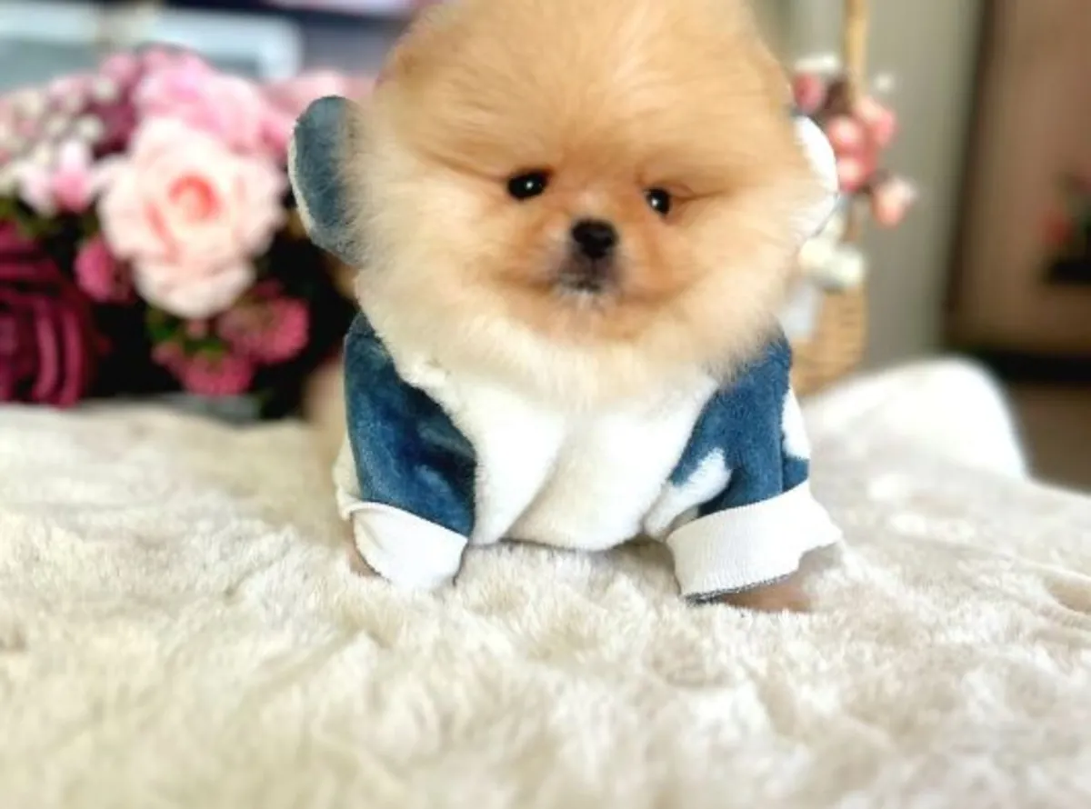 Pomeranian male puppy with confident temperament and home upbringing