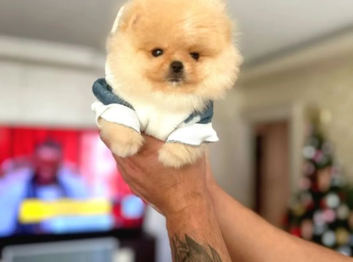 Pomeranian male puppy with confident temperament and home upbringing