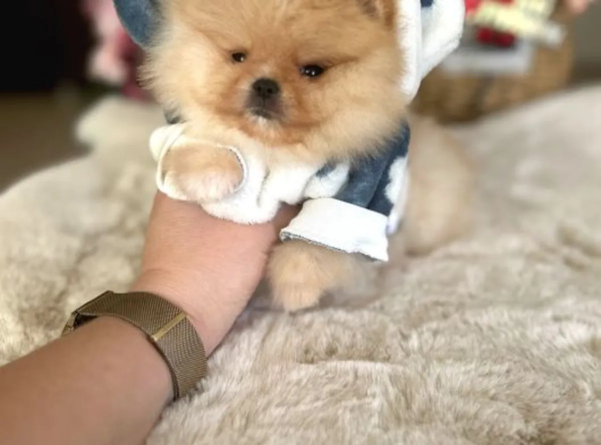 Pomeranian male puppy with confident temperament and home upbringing