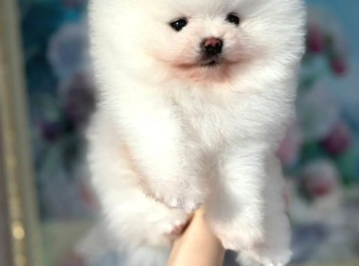 Pomeranian female puppy, affectionate and emotionally balanced