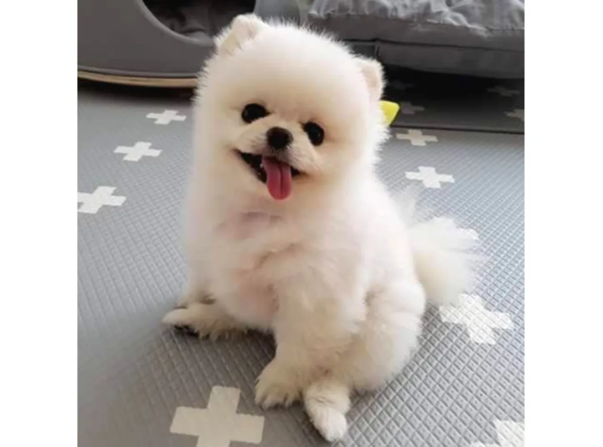 Pomeranian female puppy, affectionate and emotionally balanced