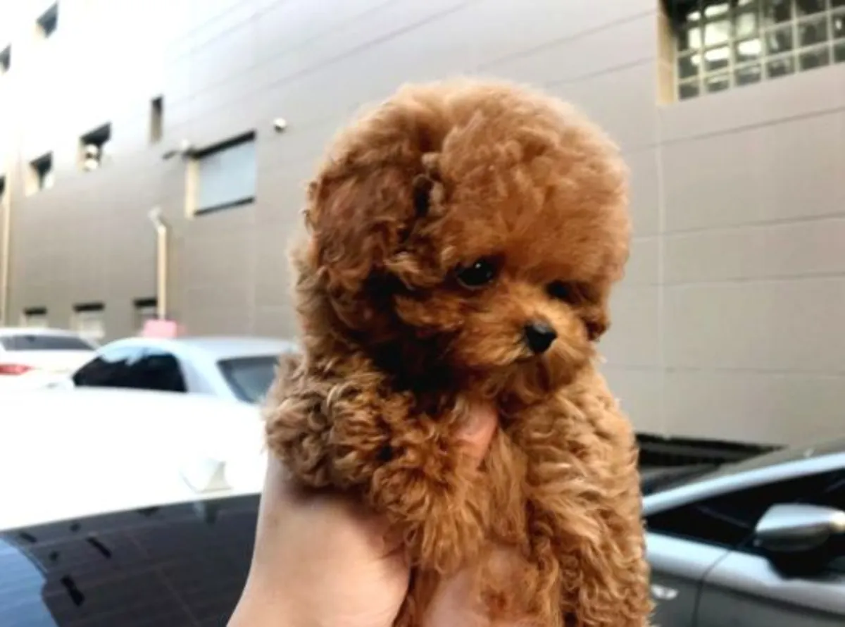 Poodle male puppy, highly intelligent and attentive