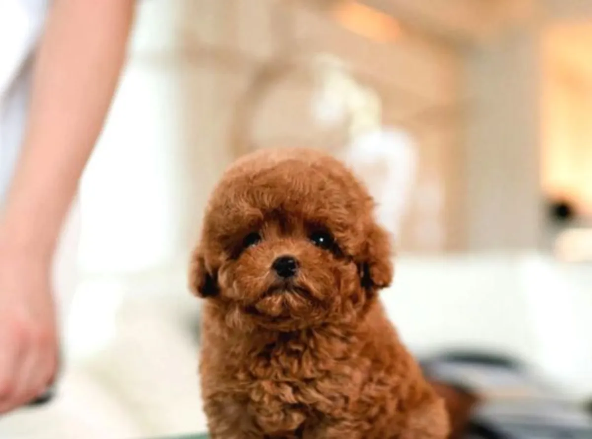 Poodle female puppy with calm personality and strong adaptability