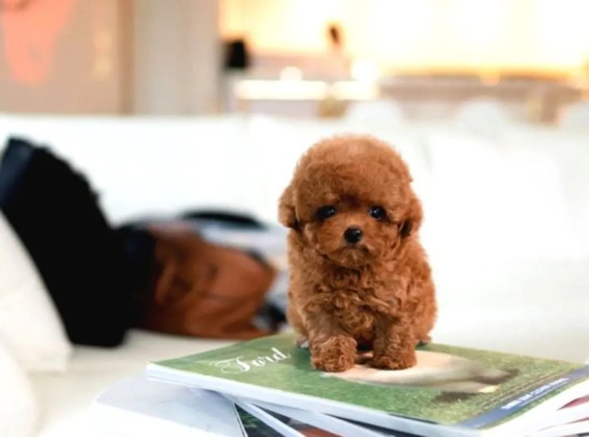 Poodle female puppy with calm personality and strong adaptability