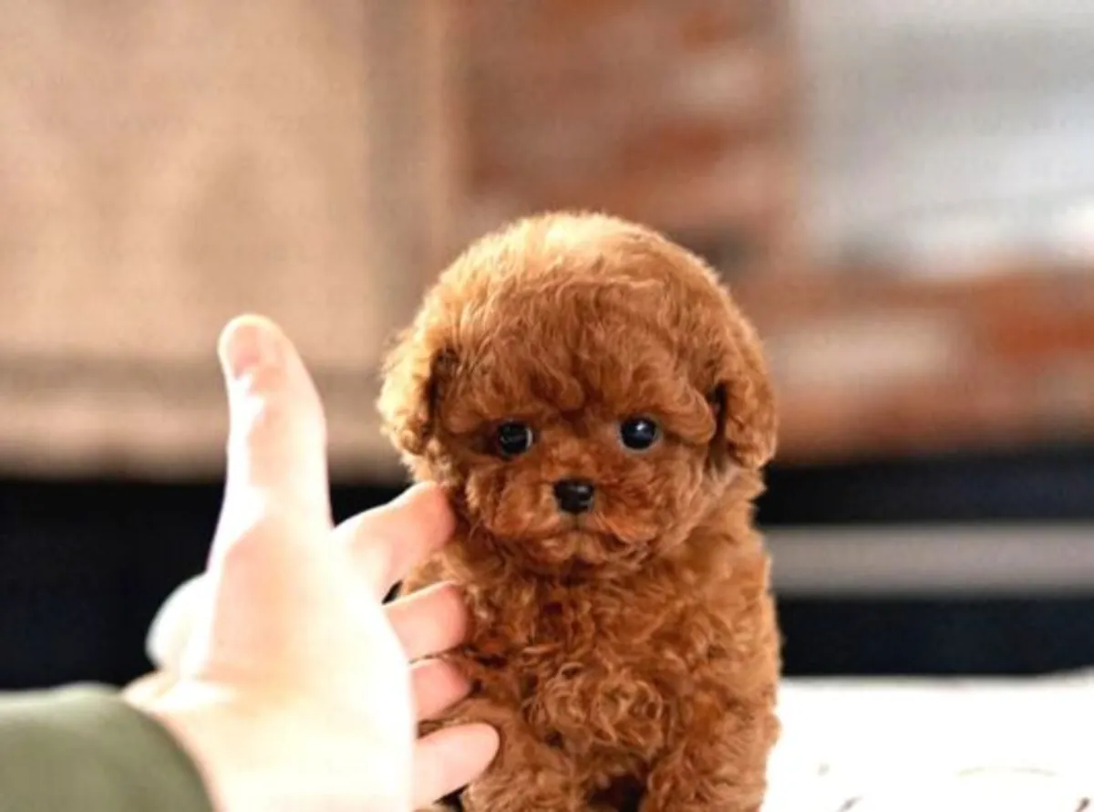 Poodle female puppy with calm personality and strong adaptability