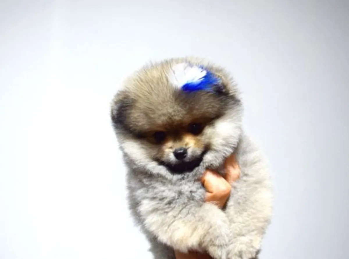 Chiot mâle Poméranien élevé avec une socialisation structurée