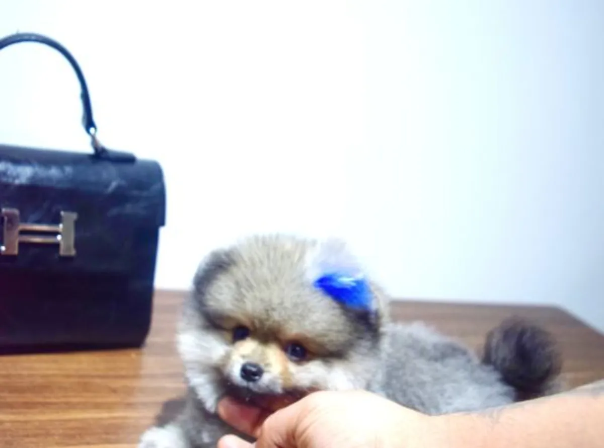 Chiot mâle Poméranien élevé avec une socialisation structurée