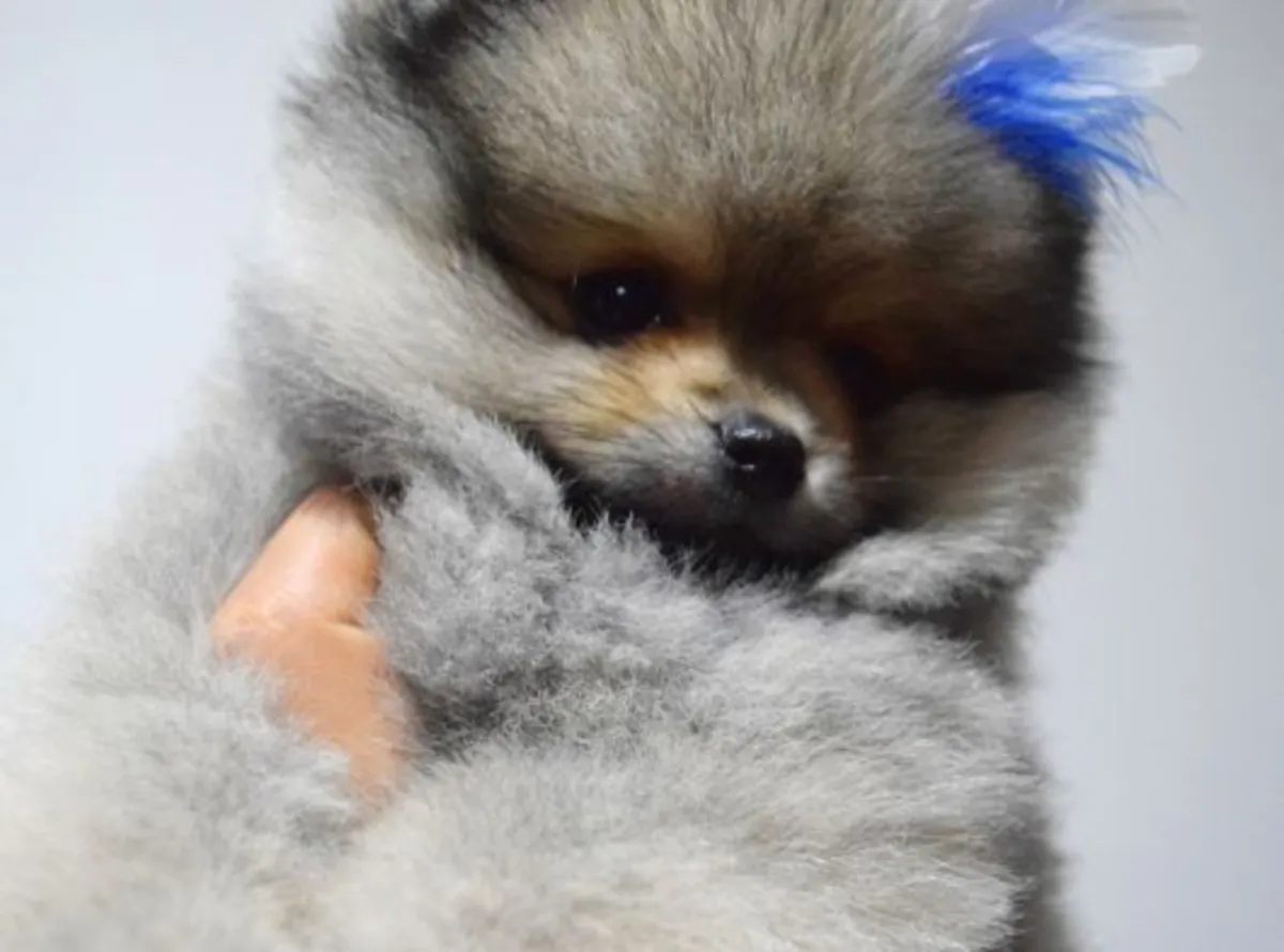 Chiot mâle Poméranien élevé avec une socialisation structurée