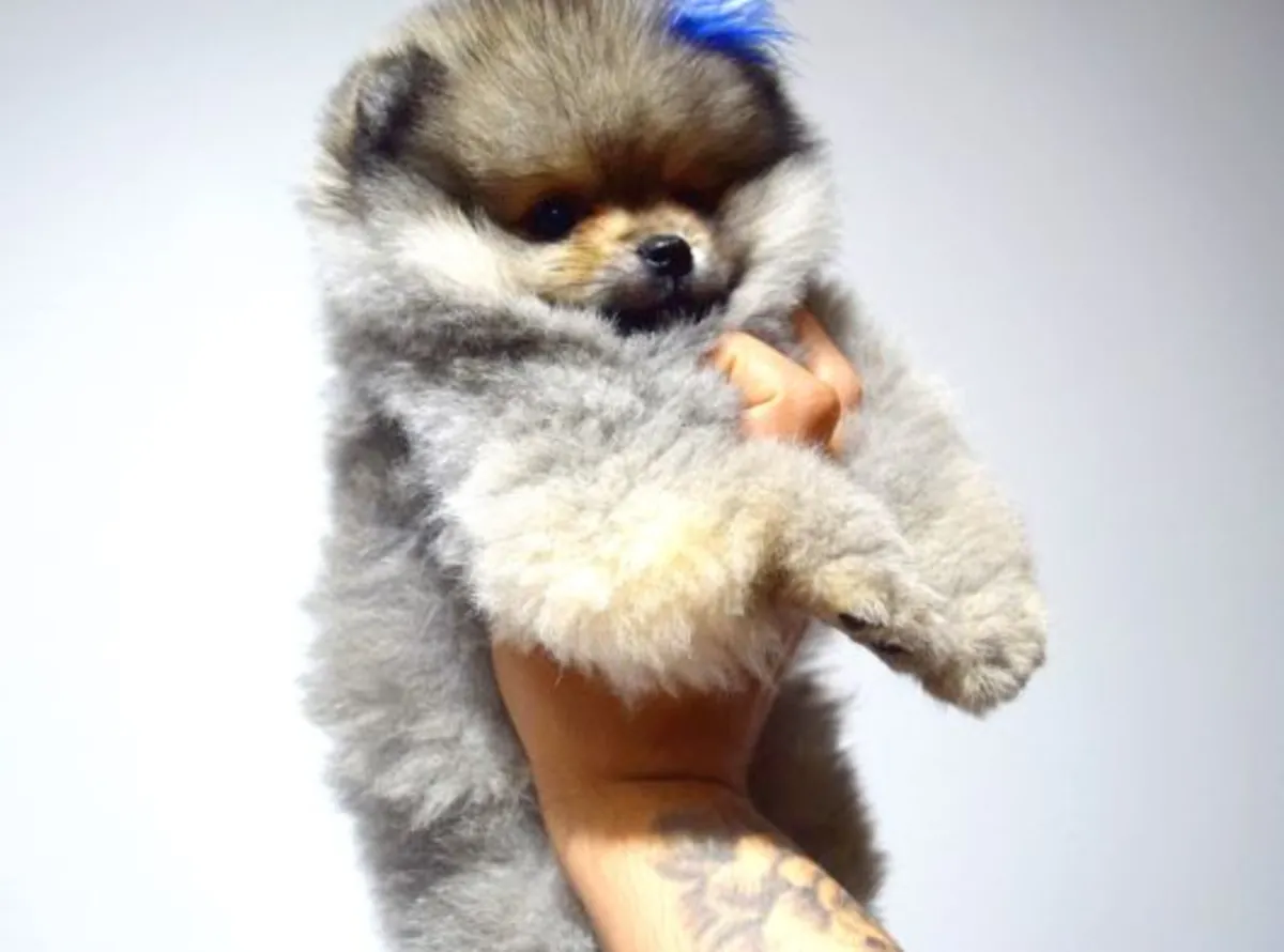 Chiot mâle Poméranien élevé avec une socialisation structurée