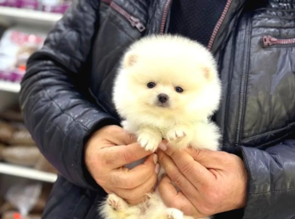 Chiot femelle Poméranienne au caractère calme et affectueux