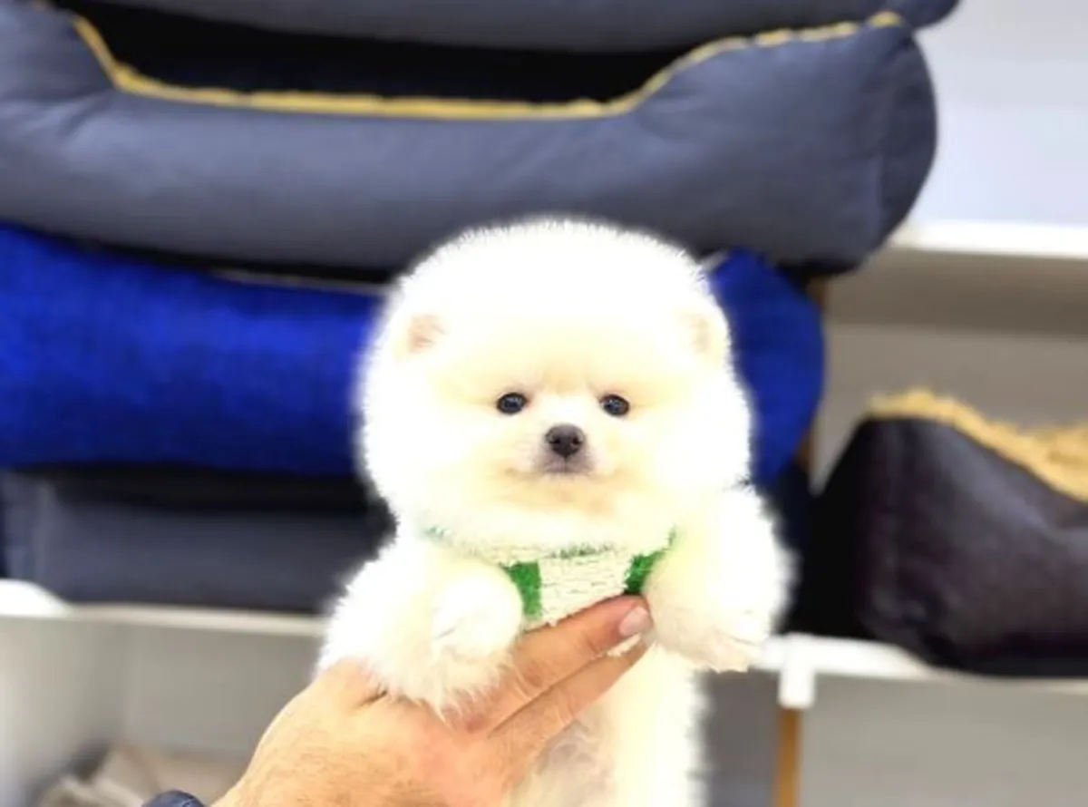 Chiot femelle Poméranienne au caractère calme et affectueux