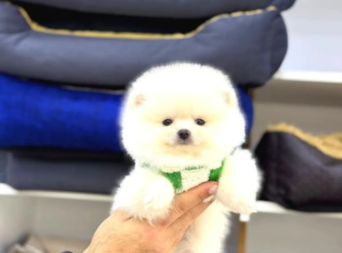 Chiot femelle Poméranienne au caractère calme et affectueux