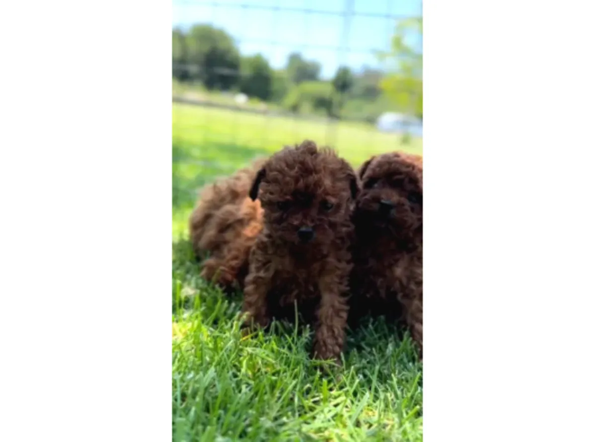 Chiot mâle caniche, intelligent et très adaptable