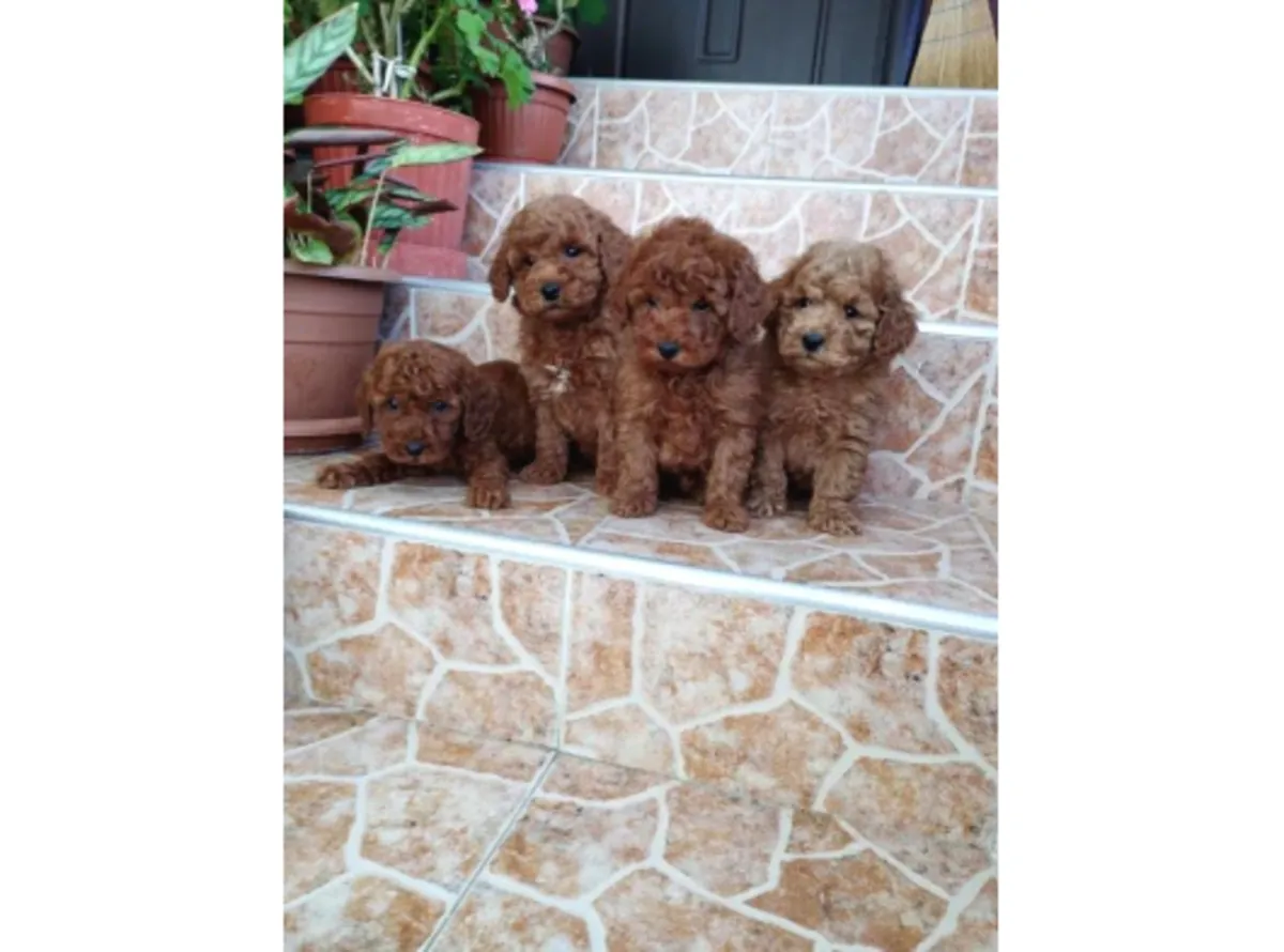 Chiot mâle caniche, intelligent et très adaptable