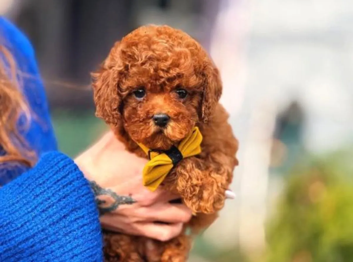 Chiot femelle caniche au tempérament doux et au comportement équilibré