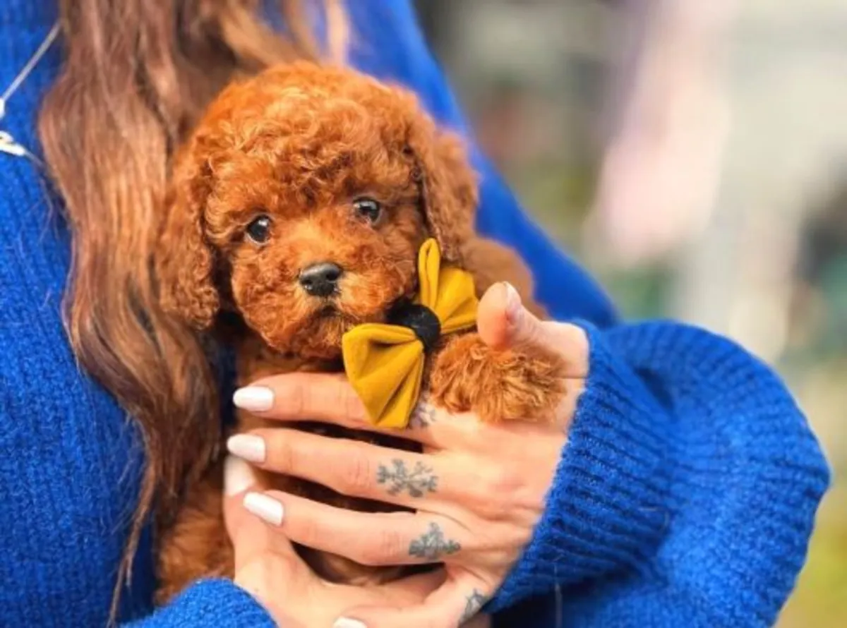 Chiot femelle caniche au tempérament doux et au comportement équilibré