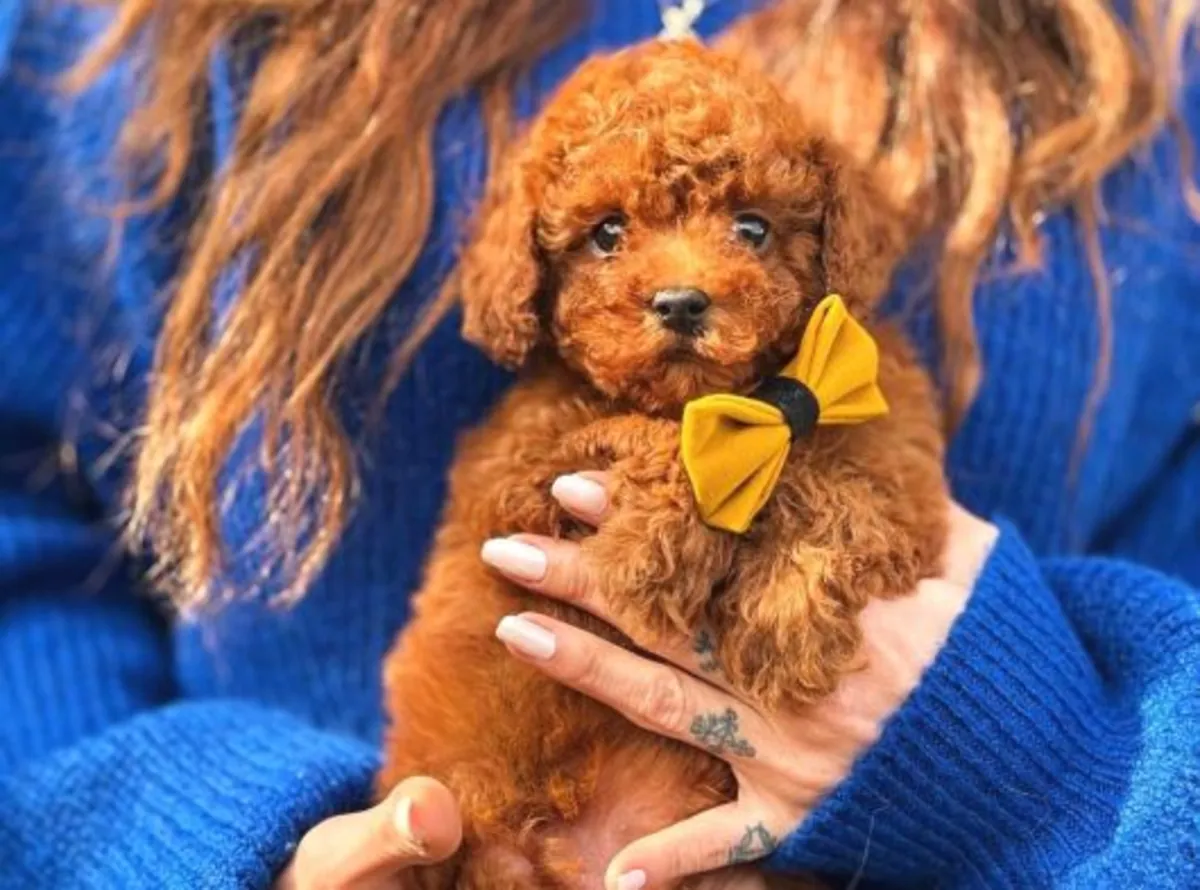 Chiot femelle caniche au tempérament doux et au comportement équilibré