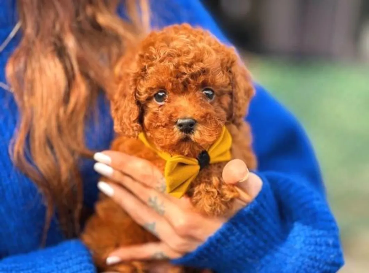 Chiot femelle caniche au tempérament doux et au comportement équilibré