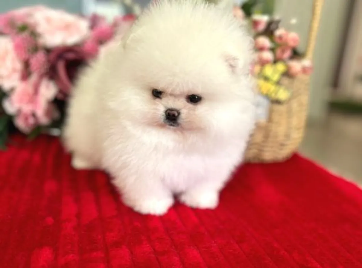 Cachorro macho de Pomerania con temperamento estable y fuerte vínculo.