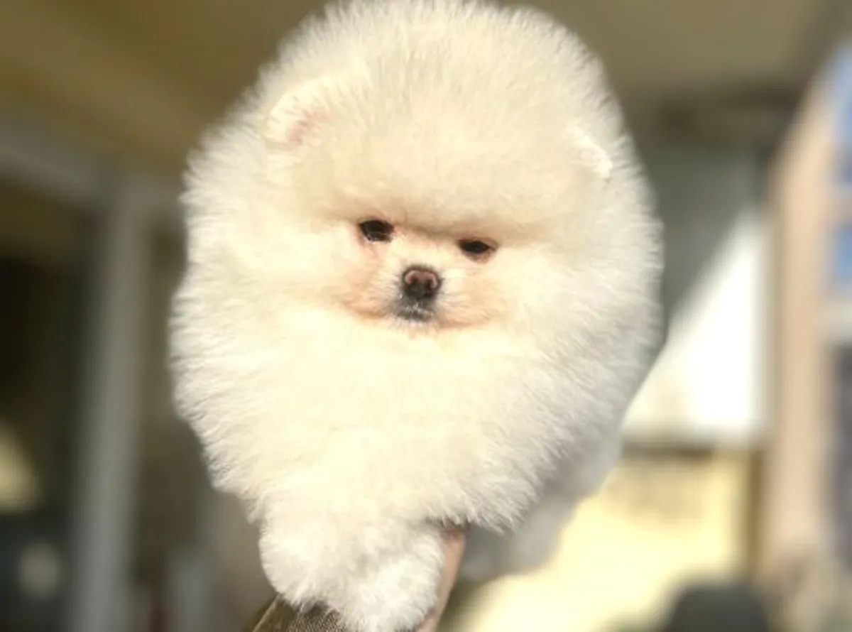 Cachorro macho de Pomerania con temperamento estable y fuerte vínculo.