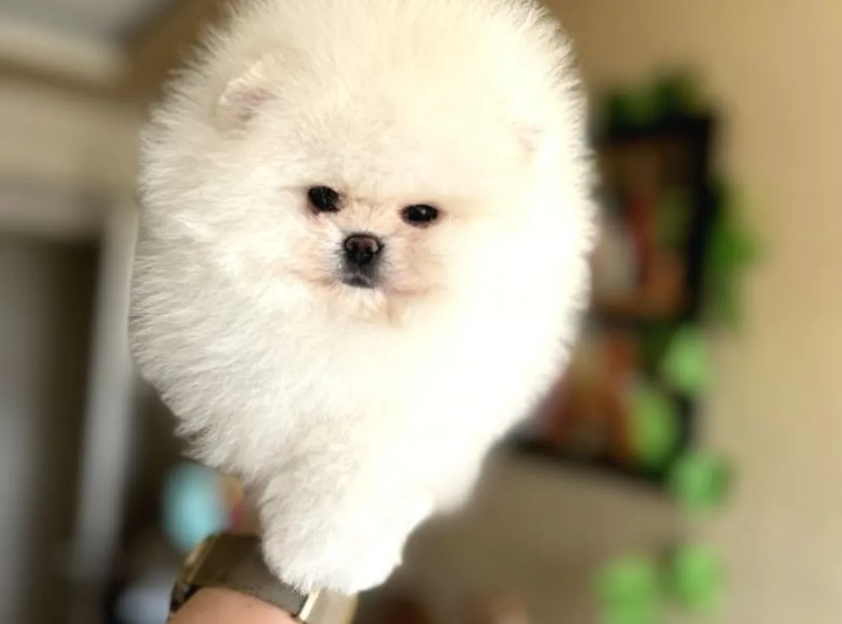 Cachorro macho de Pomerania con temperamento estable y fuerte vínculo.