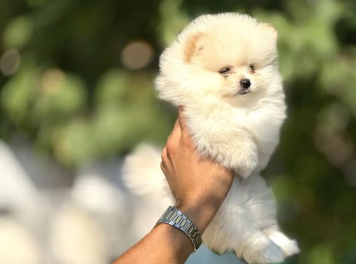 Cachorro hembra de Pomerania criado en un ambiente interior tranquilo