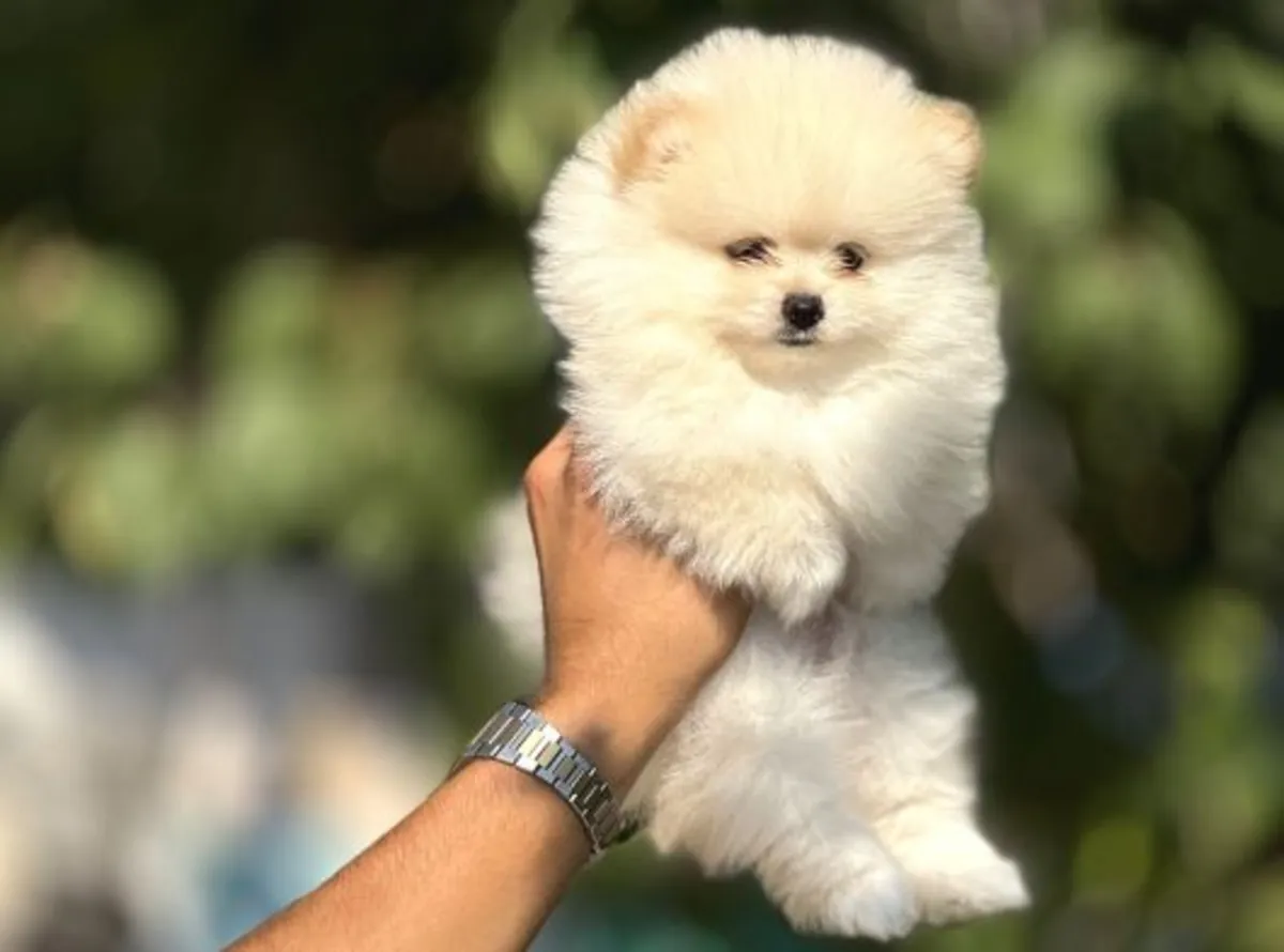 Cachorro hembra de Pomerania criado en un ambiente interior tranquilo