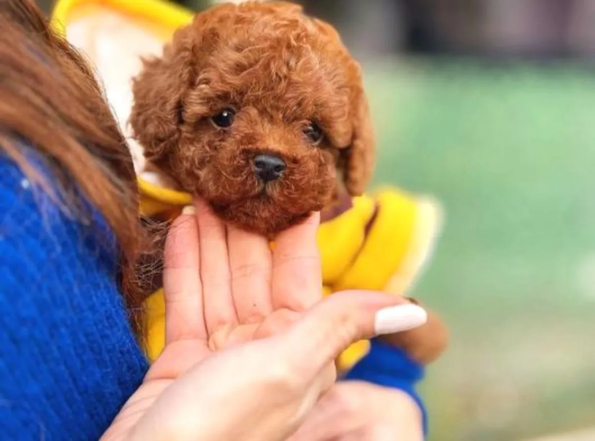 Cachorro caniche macho, inteligente y muy receptivo.