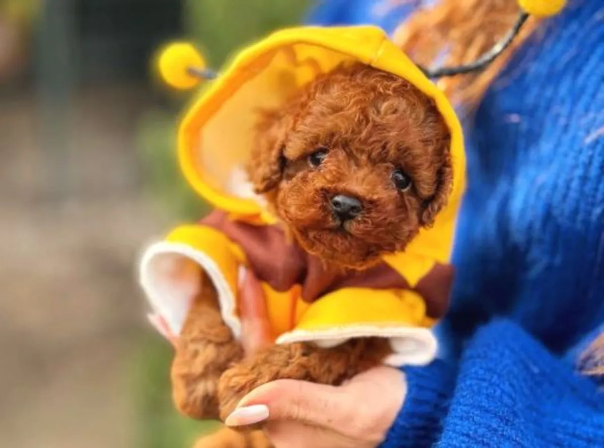 Cachorro caniche macho, inteligente y muy receptivo.