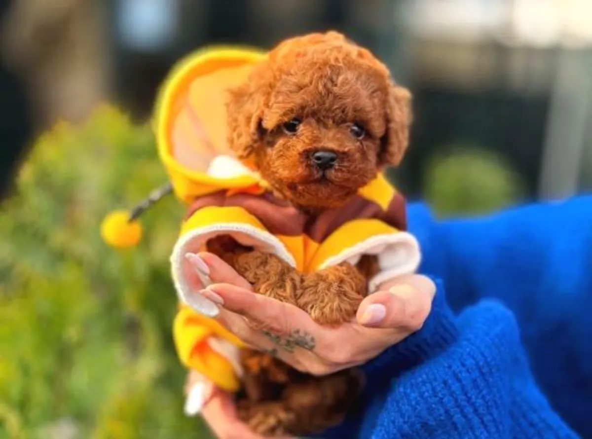 Cachorro caniche macho, inteligente y muy receptivo.