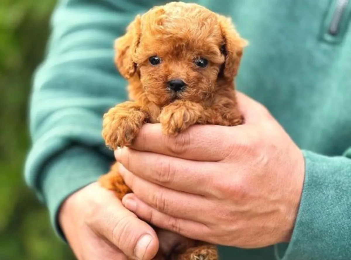 Cachorro caniche hembra con personalidad tranquila y fuerte adaptabilidad.