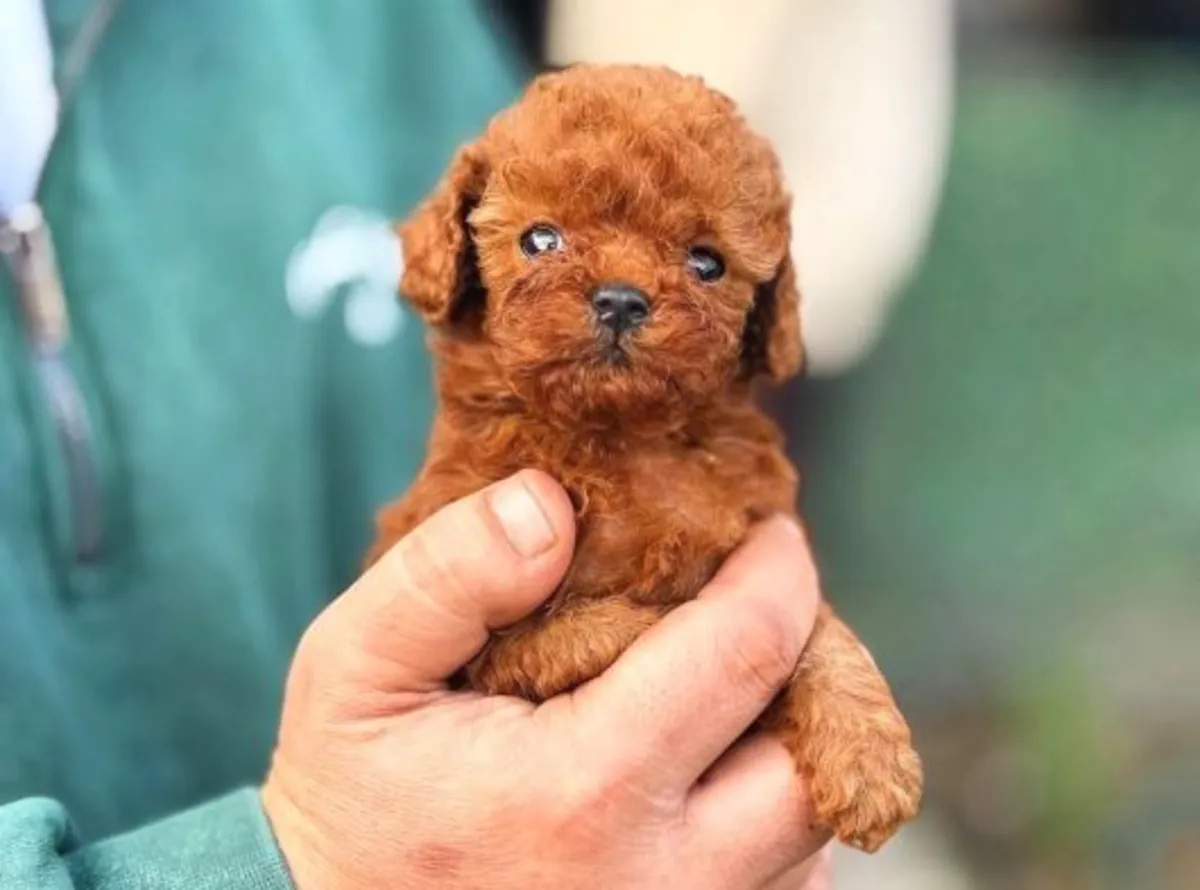 Cachorro caniche hembra con personalidad tranquila y fuerte adaptabilidad.
